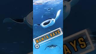 Manta Rays  - Winged Wonders Of The Ocean