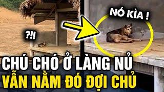 Nhói lòng chú chó VẪN NẰM CHỜ CHỦ ở làng Nủ dù đã hơn 2 TUẦN TRÔI QUA | Tin 3 Phút