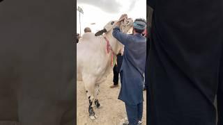 Bull in Mood#cow #mandi #eidmubarak #ytshorts #viralvideo