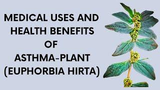 MEDICAL USES AND HEALTH BENEFITS OF ASTHMA-PLANT (EUPHORBIA HIRTA)