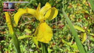 The unstoppable spread of yellow flag iris