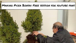 Making Picea Bonsai A Free Session for YouTube Fans