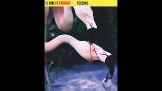 Truth about flamingo feeding blood  ?? #facts #trending #shorts