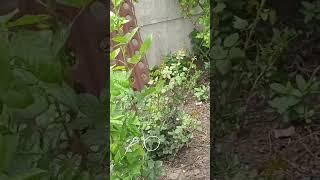 Підвязую від вітру.