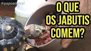 COMO ALIMENTAR SEU JABUTI