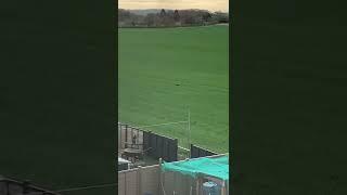 British Big Cat Spotted Behind Housing Estate In North Yorkshire