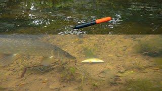 You MUST WATCH This Video If You Bait Fish For Pike!