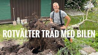 Rotvälter träd med bilen