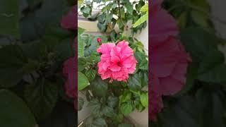 Gardening with geet kumar English/Hindi#Shorts