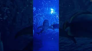 Aqua ZOO Tropicarium Hungary 