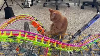 K'nex Launch Roller Coaster vs my Cat!