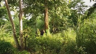 Greater one-horned Rhinoceros at Chitwan National Park.