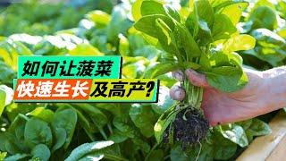 如何让菠菜快速生长及高产？2个经验分享|How to make spinach grow fast and produce high yield