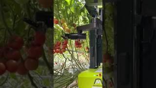 This Farm Robot Can Harvest Tomatoes