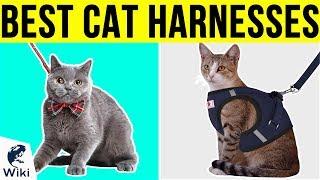 10 Best Cat Harnesses 2019