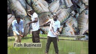 Fish Farming EP 3 - How To Earn Millions From Fish Farming Business.