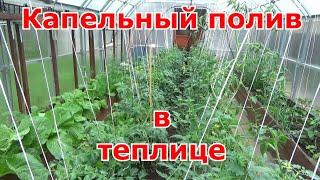 Капельный полив Жук в поликарбонатной теплице. Коротко и подробно об установке на 3 грядки в теплице