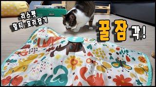 고양이 자동장난감 리스펫 멀티 꼬리잡기 정말 최고. The cat auto toy/토토네토스트