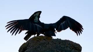 California Condors 726 and 700 courting near High Peaks in Pinnacles National Park