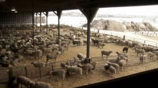 Ontario Lamb Farming