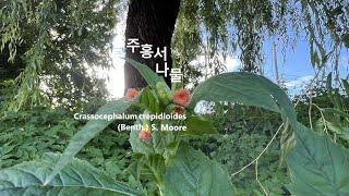 주홍서나물 Redflower ragleaf ベニバナボロギク柰琫比 야생화를 찾아서(408) in search of wildflowers 유등천강턱