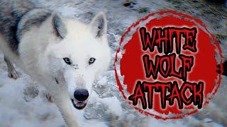 If a wolf attacked, what would you do? #wolf #dog #attack