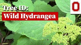 Wild Hydrangea: Tree ID Clips