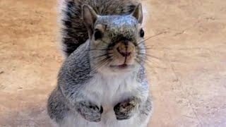 When a squirrel thinks you're mommy