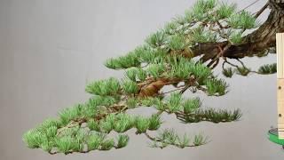 Cascade Style Bonsai Timelapse