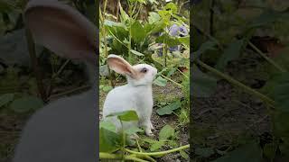 Healthy Eating for Rabbits || Wander Rabbit #adorablebunny #rabbit #rabbitdiet