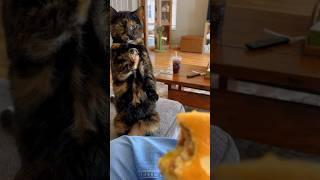 She Thought She Adopted a Peaceful Kitten
