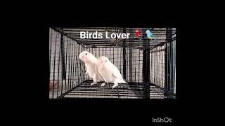 Albino Red Eyes with black eyes#Albino#LoveBirds#charlie#pearl#youtubeshorts#BirdsLover#top#trending