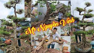 NGUYỄN VINH | #0989744879 | ĐẶC BIỆT MCT CỔ TỨ DIỆN VIP, MẬN XƯA BAY, SUNG BAY, NGUYỆT QUẾ, SANH ĐÁ.