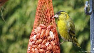 4K | Sijzen in de tuin | Siskin Carduelis spinus | Veluwe | 2018.