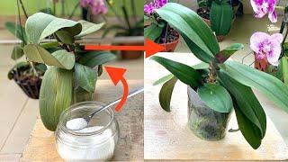 A Spoon of Sugar Helps Orchid With Withered Leaves Revive Forever Green