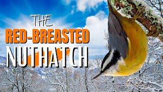 The Red-breasted Nuthatch | Adorable, Fun and Vocal