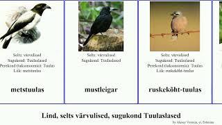 Lind, selts värvulised, sugukond Tuulaslased bird aasia Fuse ruskekõht-tuulas mustleigar fidži