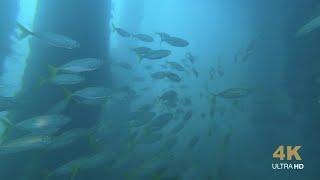 Scooby and the eerie Scads, we encounter 1000s of fish in Chowder Bay - Chasing Gladius Mini S [4K]