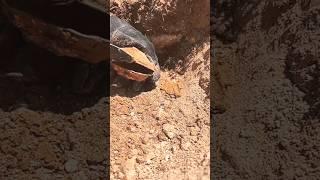 ПОПАЛАСЬ СЕРЕБРЯНАЯ РАКУШКА С ЗОЛОТЫМ ОЖЕРЕЛЬЕМ! #находки #коп #клад