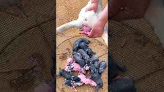 Rabbit Growth - Cute Baby Rabbit 1 To 16 Days #pets