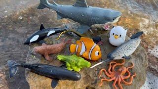 Megan's World - Sea Animal Toys for Kids - Fun and Educational Play