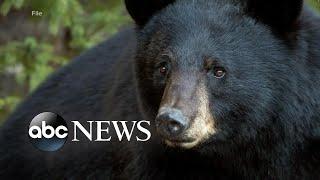 10-year-old mauled by bear in Connecticut backyard