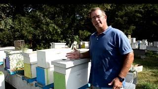 How to get Drawn Comb From Your Bee's
