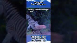 Zebra VS Herd of Hyenas ,#animalworld, #shorts, #yearofyou