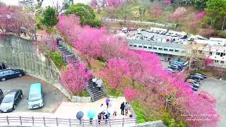 苗栗 獅潭 協雲宮 櫻花步道