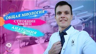 ОБЩАЯ МИОЛОГИЯ | СТРОЕНИЕ МЫШЦ | АНАТОМИЯ МЫШЕЧНОЙ СИСТЕМЫ