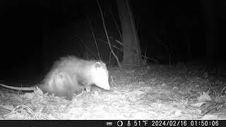 Opposum strolls by