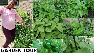 My Garden Tour | Growing Nigerian Vegetables Abroad