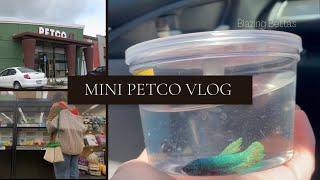 Mini Petco Vlog | Blazing Bettas