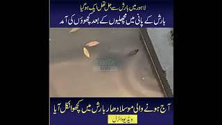 Lahore Barish ke bad Kachwaye Nikal aye | Emra News | #shorts